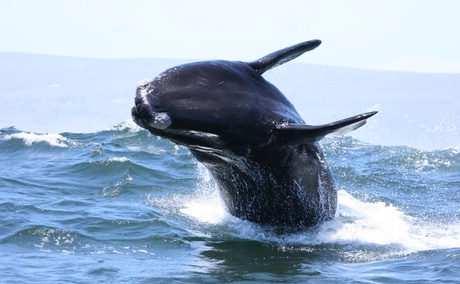 whale jumping out of water, whale watching in south africa